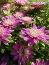 Aster is lush and blooms beautifully in the garden