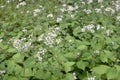 Aster macrophyllus with white flowers