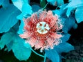 Aster maroon color passiflora flower filter pattern circular flower Royalty Free Stock Photo