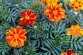 Aster Michaelmas daisy marigold flower TagÃÂ©tes yellow garden blossom