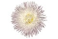 Aster Needle Unicum White flower isolated on white Royalty Free Stock Photo