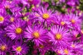 Aster novi belgii `Dandy` Royalty Free Stock Photo