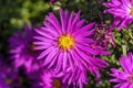 Aster novi belgii `Dandy` Royalty Free Stock Photo