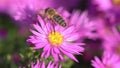 Aster novi belgii `Dandy` with a honeybee