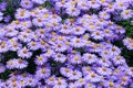 purple New York Asters blooming in a park