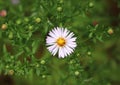 Aster novi belgii (Michaelmas daisy) Royalty Free Stock Photo
