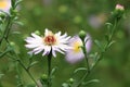 Aster novi belgii (Michaelmas daisy) Royalty Free Stock Photo