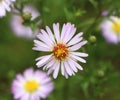 Aster novi belgii (Michaelmas daisy) Royalty Free Stock Photo