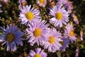 Aster novy belgii Plenty close up