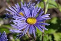 Aster peduncularis