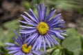 Aster peduncularis