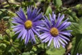 Aster peduncularis