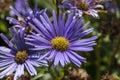 Aster peduncularis