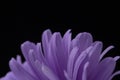 Aster petals isolated on black . Macro shot