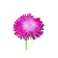 Aster. Pink flower, Spring flower. Isolated on