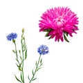 Aster. Pink flower, Spring flower, Knapweed flower