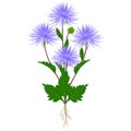 Aster plant with flowers and roots on a white background. Royalty Free Stock Photo