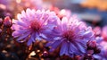 Aster purple flower close up Royalty Free Stock Photo