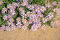 Aster tataricus