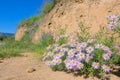 Aster tataricus