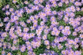 Aster tataricus