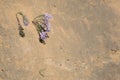 Flowers on loess cliff Royalty Free Stock Photo