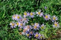 Aster tataricus