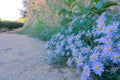 Aster tataricus