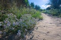 Aster tataricus