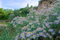 Aster tataricus