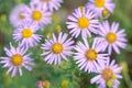 Aster tataricus