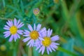 Aster tataricus