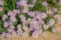 Aster tataricus