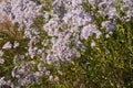Aster tataricus plant in bloom Royalty Free Stock Photo