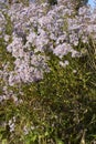 Aster tataricus plant in bloom Royalty Free Stock Photo