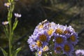Aster tataricus plant in bloom Royalty Free Stock Photo