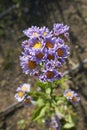 Aster tataricus plant in bloom Royalty Free Stock Photo