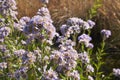 Aster tataricus plant in bloom Royalty Free Stock Photo