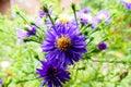 Aster thomsonii Royalty Free Stock Photo