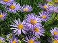 Aster tongolensis and Alchemilla mollis