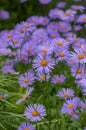 Aster tongolensis beautiful groundcovering flowers with violet purple petals and orange center, flowering plant in bloom