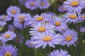 Aster tongolensis beautiful groundcovering flowers with violet purple petals and orange center, flowering plant in bloom