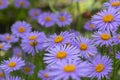 Aster tongolensis beautiful groundcovering flowers with violet purple petals and orange center, flowering plant in bloom