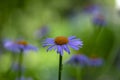 Aster tongolensis beautiful groundcovering flowers with violet purple petals and orange center, flowering plant in bloom