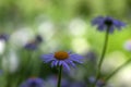 Aster tongolensis beautiful groundcovering flowers with violet purple petals and orange center, flowering plant in bloom