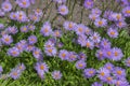 Aster tongolensis beautiful groundcovering flowers with violet purple petals and orange center, flowering plant in bloom