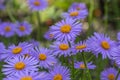 Aster tongolensis beautiful groundcovering flowers with violet purple petals and orange center, flowering plant in bloom