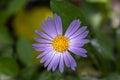 Aster tongolensis beautiful groundcovering flowers with violet purple petals and orange center, flowering plant in bloom