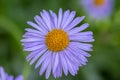 Aster tongolensis beautiful groundcovering flowers with violet purple petals and orange center, flowering plant in bloom