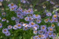 Aster tongolensis beautiful groundcovering flowers with violet purple petals and orange center, flowering plant in bloom